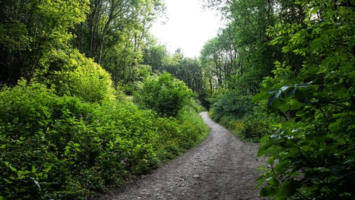 Footpath on the Green Walk Ightham Mote with lush woodland foliage